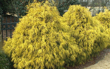 Kings Gold Threadbranch Cypress (1 Gallon) - Unique golden-tipped evergreen brings rich permanent color to any landscape!
