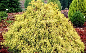 Kings Gold Threadbranch Cypress (1 Gallon) - Unique golden-tipped evergreen brings rich permanent color to any landscape!