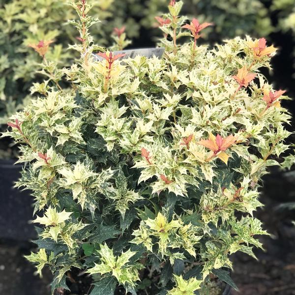 1 gal. Goshiki Tea Olive Evergreen Shrub with Five Stunning Colors Displayed Throughout Foliage