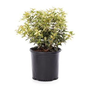 1 gal. Goshiki Tea Olive Evergreen Shrub with Five Stunning Colors Displayed Throughout Foliage