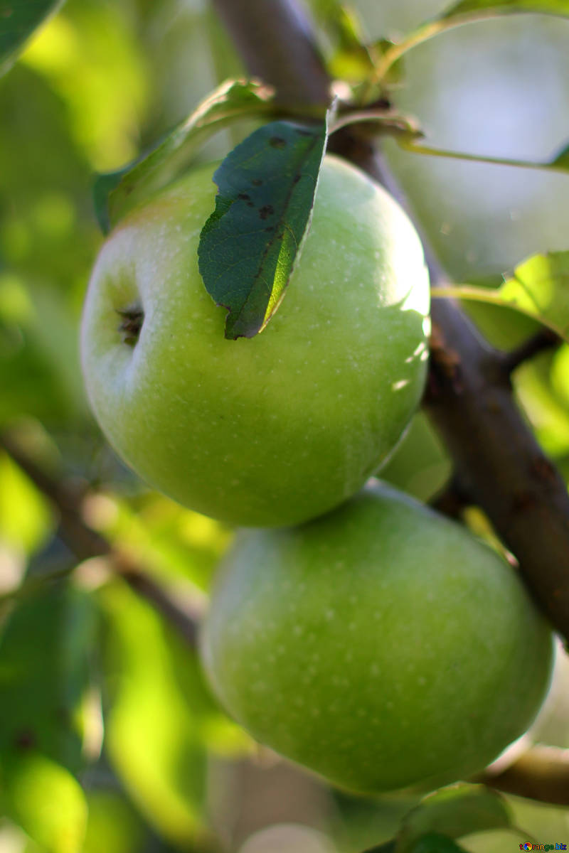 Dwarf Granny Smith Apple Tree - A true culinary delight for fresh eati –  Online Orchards