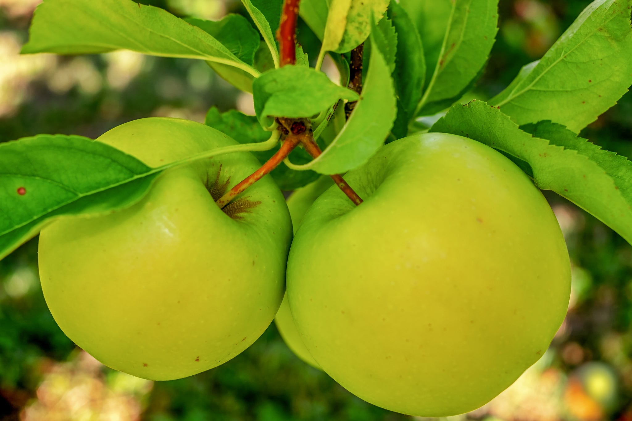 Dwarf Granny Smith Apple Tree - A true culinary delight for fresh eati –  Online Orchards