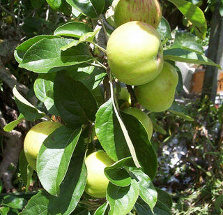 Gravenstein Apple Tree - One of the largest and hardiest apple trees! (2 years old and 3-4 feet tall.)