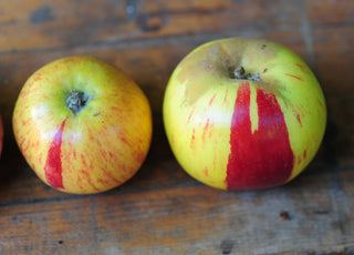 Gravenstein Apple Tree - One of the largest and hardiest apple trees! (2 years old and 3-4 feet tall.)