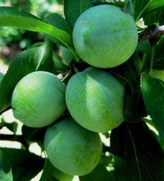 Green Gage Plum Tree - Rare green dessert plum with endless culinary uses! (2 years old and 3-4 feet tall.)