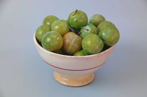 Green Gage Plum Tree - Rare green dessert plum with endless culinary uses! (2 years old and 3-4 feet tall.)