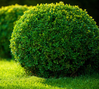 1 Gal. Green Gem Boxwood Shrub with Naturally Rounded Form
