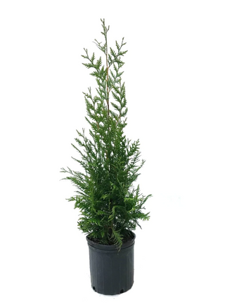1 Gal. Green Giant Arborvitae Shrub