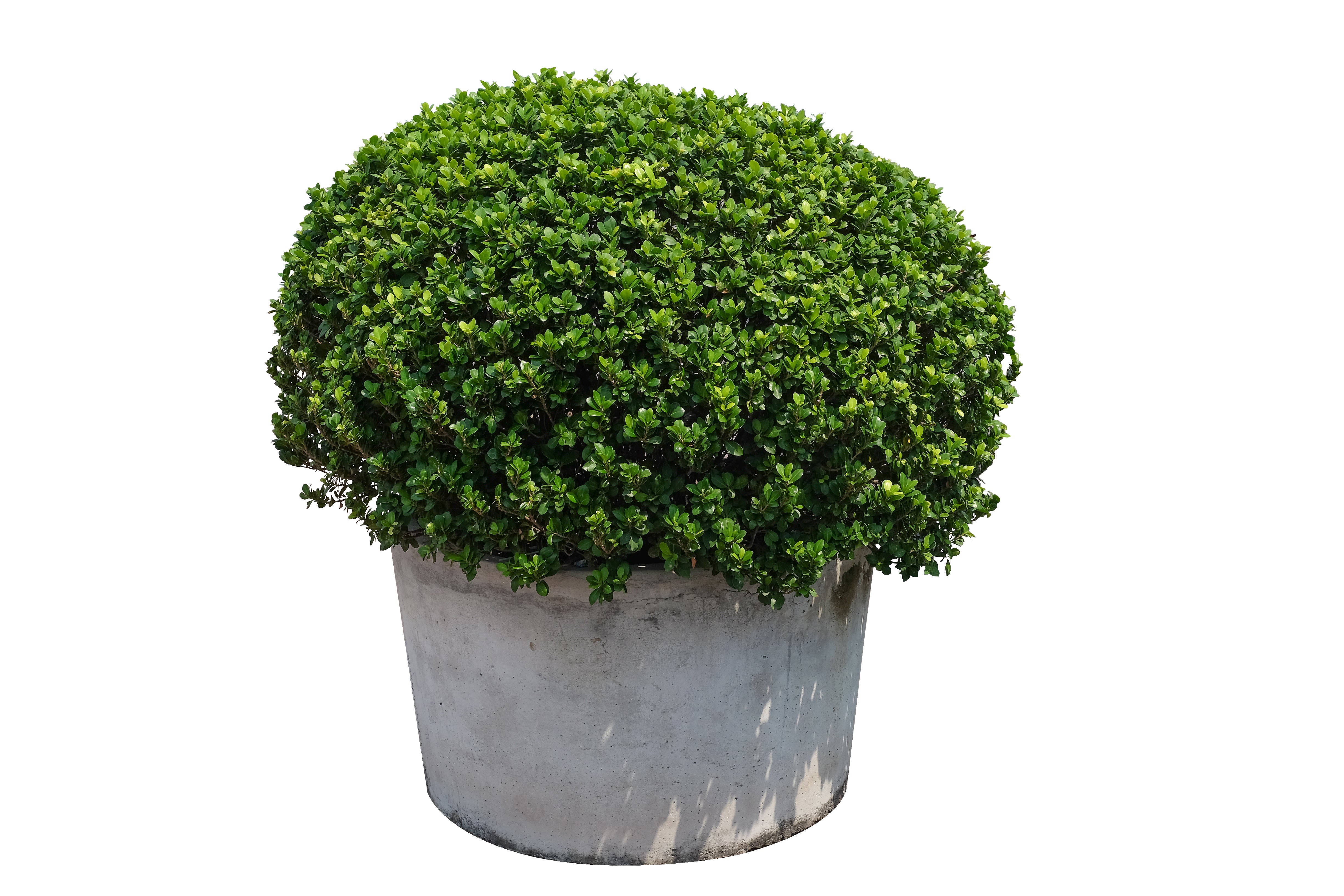 ◆あご当てCozina型 HillClamp BoxWood 4/4 1 Gal. Green Mountain Boxwood Shrub – Online Orchards