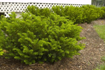 spider web covering yew plant Dark Green Spreading Yew (1 Gallon)