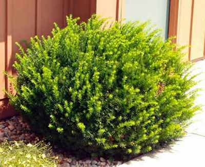 spider web covering yew plant Dark Green Spreading Yew (1 Gallon)