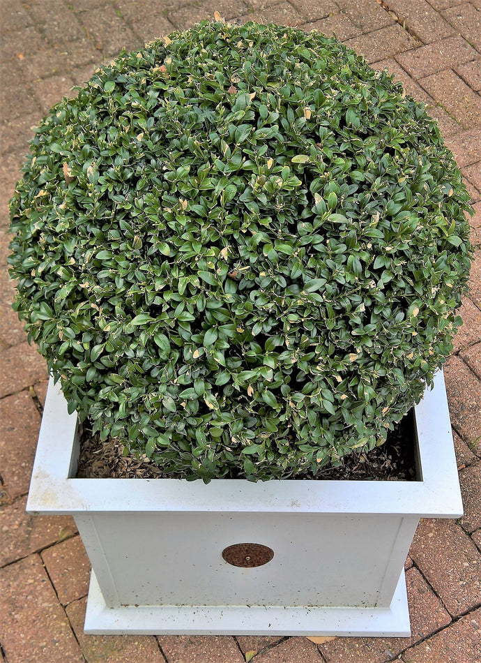 Green Velvet Boxwood (1 Gallon) - Beautiful fine texture, natural rounded form, evergreen color.