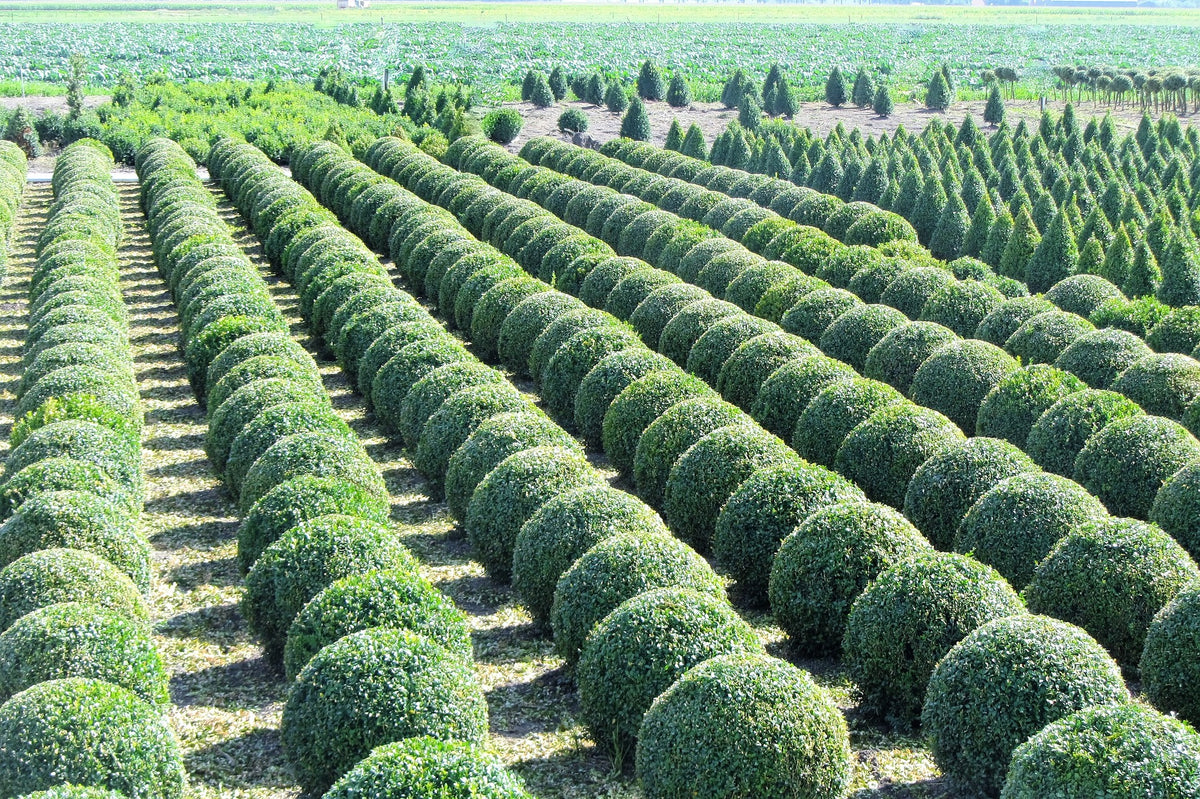 Green Velvet Boxwood (1 Gallon) - Beautiful fine texture, natural roun ...