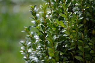 Green Velvet Boxwood (1 Gallon) - Beautiful fine texture, natural rounded form, evergreen color.