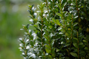 Green Velvet Boxwood (1 Gallon) - Beautiful fine texture, natural rounded form, evergreen color.