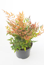1 Gal. Gulf Stream Heavenly Bamboo Flowering Shrub With Long White Flowers and Multi-Colored Rich Red Foliage