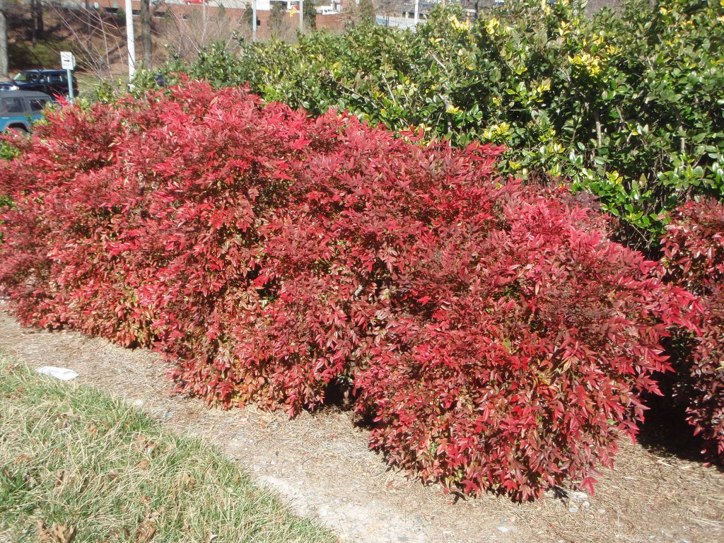 1 Gal. Gulf Stream Heavenly Bamboo Flowering Shrub With Long White Flo –  Online Orchards