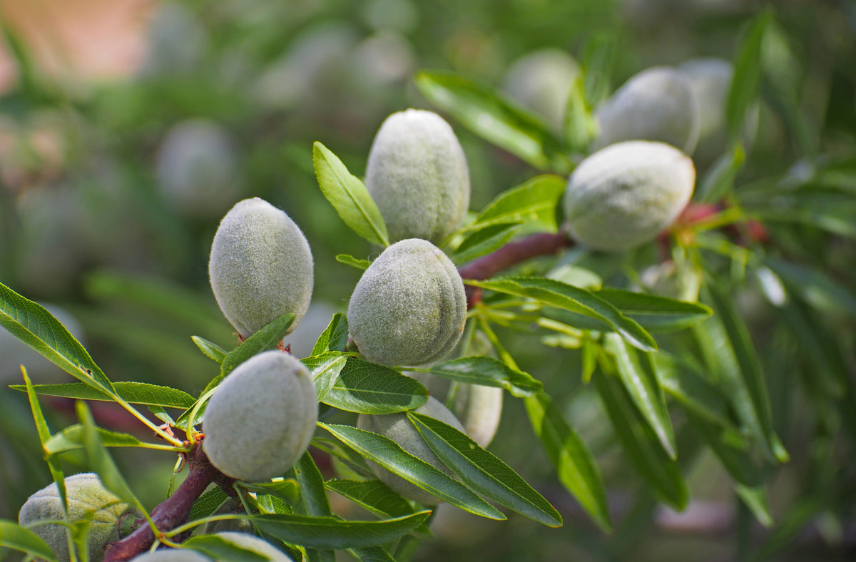 Halls Hardy Almond Tree - Cold tolerant almond tree! (2 years old and ...