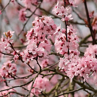 Halls Hardy Almond Tree - Cold tolerant almond tree! (2 years old and 3-4 feet tall)