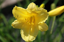 Happy Returns Daylily (1 Gal)- Numerous golden flowers keep blooming in waves until first frosts!