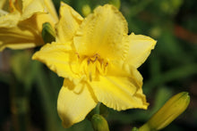 Happy Returns Daylily (1 Gal)- Numerous golden flowers keep blooming in waves until first frosts!