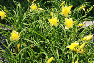 Happy Returns Daylily (1 Gal)- Numerous golden flowers keep blooming in waves until first frosts!