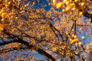 Harvest Gold Crabapple Tree - Golden fruit lights up landscapes well into winter. (2 years old and 3-4 feet tall.)