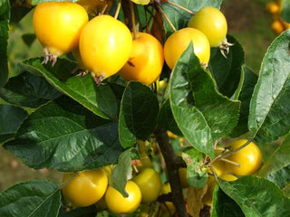 Harvest Gold Crabapple Tree - Golden fruit lights up landscapes well into winter. (2 years old and 3-4 feet tall.)