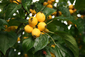 Harvest Gold Crabapple Tree - Golden fruit lights up landscapes well into winter. (2 years old and 3-4 feet tall.)