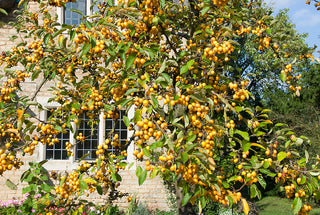 Harvest Gold Crabapple Tree - Golden fruit lights up landscapes well into winter. (2 years old and 3-4 feet tall.)