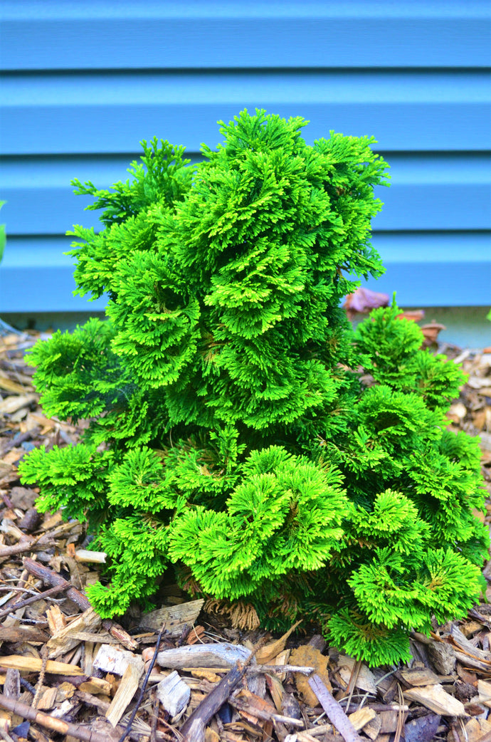 1 Gal. Dwarf Hinoki Cypress Shrub with Deep Green Coniferous Evergreen Foliage