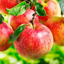 Dwarf Honeycrisp Apple Tree - The worlds best apple flavor, even better when homegrown. (2 years old and 3-4 feet tall.)