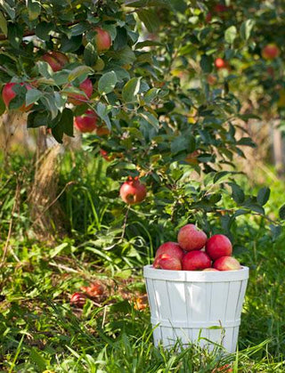 Dwarf Honeycrisp Apple Tree - The worlds best apple flavor, even better when homegrown. (2 years old and 3-4 feet tall.)