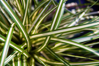 1 Gal. Ice Dance Japanese Sedge Grass - Colorful, Small, Easy Growing Variegated Evergreen Grass