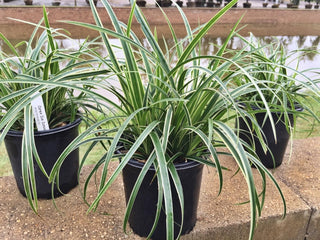 1 Gal. Ice Dance Japanese Sedge Grass - Colorful, Small, Easy Growing Variegated Evergreen Grass
