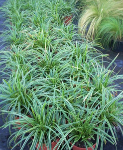 1 Gal. Ice Dance Japanese Sedge Grass - Colorful, Small, Easy Growing Variegated Evergreen Grass