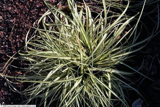 1 Gal. Ice Dance Japanese Sedge Grass - Colorful, Small, Easy Growing Variegated Evergreen Grass