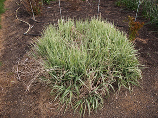 1 Gal. Ice Dance Japanese Sedge Grass - Colorful, Small, Easy Growing Variegated Evergreen Grass