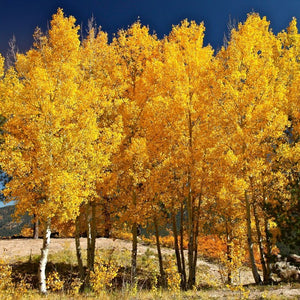 Quaking Aspen Tree - Among the fastest growing trees!  (2 years old and 3-4 feet tall.)