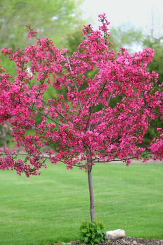 Prairie Fire Crabapple Tree - Uniquely colored magenta blossoms in spring give way to light purple foliage in summer. (2 years old and 3-4 feet tall.)