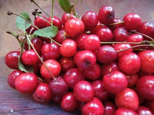 Montmorency Pie Cherry Tree - Worlds most popular pie cherry! (2 years old and 3-4 feet tall.)