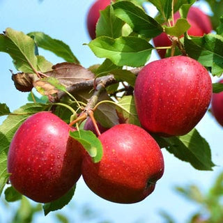 Winesap Apple Tree - Brightly colored, all purpose apple with rich flavor and history!  (Bare-Root, 3-4 feet tall, 2 years old)