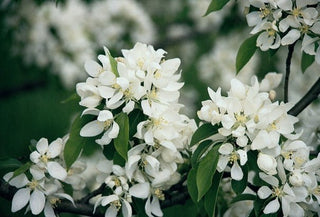 Spring Snow Flowering Apple Tree - Fruitless crabapple tree, elegant pure white flowers without the mess! (2 years old and 3-4 feet tall.)