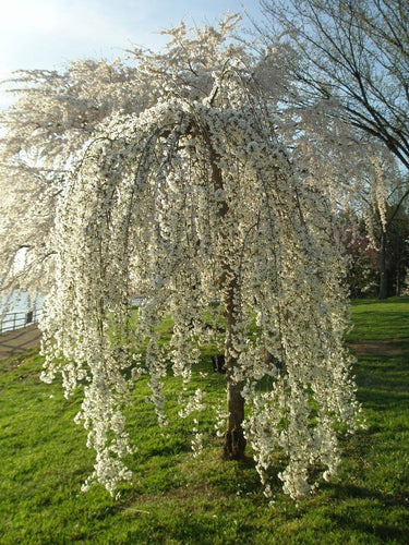 Online Orchards Royal Ann Cherry Tree - Up to 50 lbs. Of Sweet Blonde  Cherries in a Season (Bare-Root, 3 ft. to 4 ft. Tall, 2-Years Old) FTCH009  - The Home Depot
