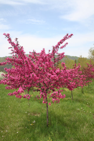 Brandywine Crabapple Tree - Miniature rose flowers! (2 years old and 3-4 feet tall.)