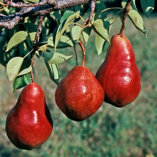Dwarf Red Bartlett Pear Tree - Bright red, sweeter, juicier, and improved Bartlett! (2 years old and 3-4 feet tall.)