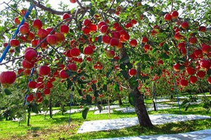 Dwarf Fuji Apple Tree - World renowned for its sweetly rich flavor! (2 years old and 3-4 feet tall.)