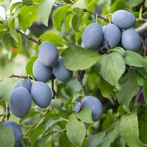 Italian Plum Tree - Cold hardy, heavy producing and everbearing! (2 years old and 3-4 feet tall.)