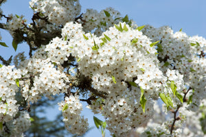 Cleveland Flowering Pear - Earliest white blossoms of spring! (2 years old and 3-4 feet tall.)