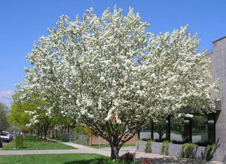 Spring Snow Flowering Apple Tree - Fruitless crabapple tree, elegant pure white flowers without the mess! (2 years old and 3-4 feet tall.)